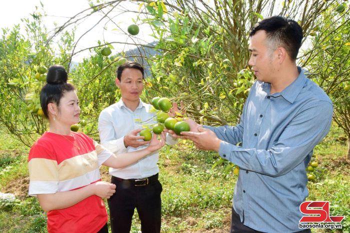 Cán bộ Hội Nông dân xã Dồm Cang, huyện Sốp Cộp, trao đổi kỹ thuật chăm sóc cam.