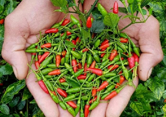 Ớt A Riêu chính là "vàng xanh" mà thiên nhiên đã ban tặng cho đồng bào Cơ Tu. Ảnh: Minh Ngọc