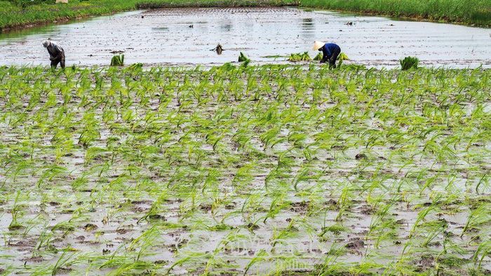 Bơm nước cạn để cấy lúa dễ dàng hơn.