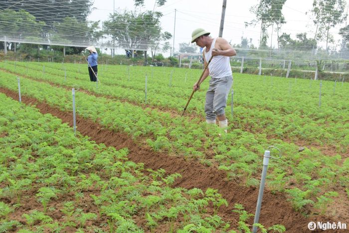 Người dân vùng bãi ngang Quỳnh Lưu, thị xã Hoàng Mai cũng đang khẩn trương làm đất, xuống giống các loại rau củ cao cấp như su hào, súp lơ, cải bắp, cà rốt… để phục vụ thị trường cuối năm. Ảnh: T.P