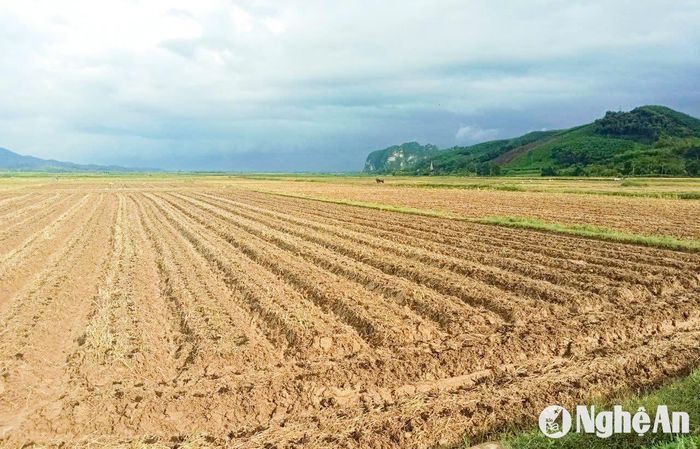 Vụ Đông năm nay, xã Tường Sơn (Anh Sơn) gieo trồng gần 400ha ngô, trong đó, có 150ha ngô trên đất 2 lúa. Hiện, cơ bản bà con đã xuống giống xong. Ngoài ngô sinh khối thì người dân còn trồng ngô nếp hàng hóa, xuất bán ra thị trường các tỉnh phía Nam. Ảnh: T.P