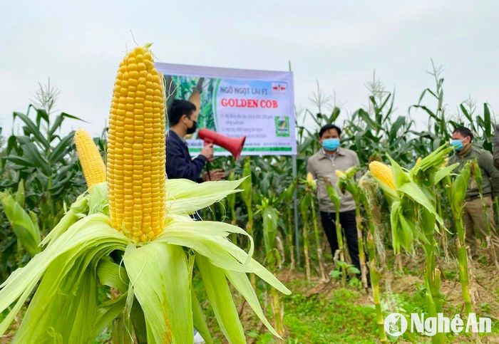 Để nâng cao giá trị kinh tế, nhiều địa phương đã liên kết với các doanh nghiệp thực hiện trồng ngô ngọt, bí đỏ lấy hạt, ớt cay xuất khẩu… Trong ảnh: Mô hình liên kết trồng và bao tiêu sản phẩm ngô ngọt vụ Đông 2023 ở xã Diễn Thành (Diễn Châu). Ảnh: T.P