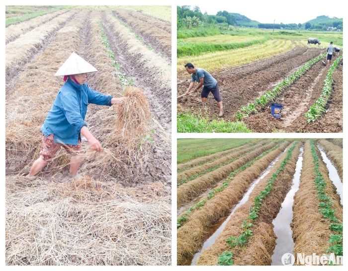 Nhiều địa phương, thu hoạch hè thu sớm nay đã trồng khoai, gieo trỉa ngô trên đất 2 lúa.Trong ảnh: Nông dân xã Thượng Sơn (Đô Lương) trồng khoai lang lấy củ trên đất 2 lúa. Ảnh: T.P