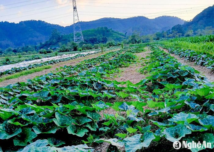 Vùng Thượng Tân Lộc, Trung Phúc Cường (Nam Đàn)… bà con tập trung trồng bí đỏ lấy quả và rau màu hàng hóa. Ảnh: T.P
