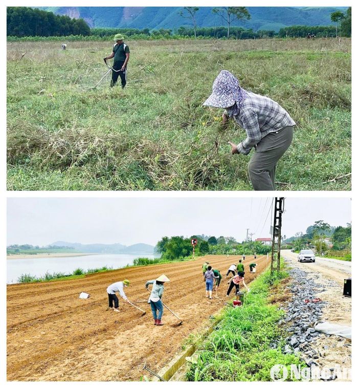 Nông dân Thanh Chương dọn cỏ dại, sửa sang lại bờ vùng, bờ thửa, làm đất, gieo trồng cây vụ Đông. Ảnh: T.P