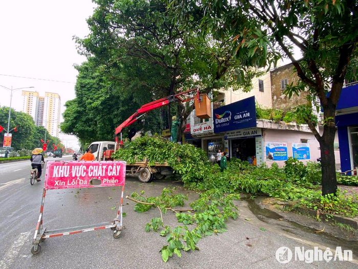 Công nhân của Công ty CP Công viên cây xanh TP. Vinh cắt tỉa cây xanh để ứng phó trong mùa mưa bão. Ảnh: Quang An