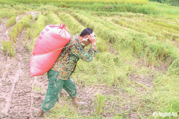Gặt được chừng nào người dân vận chuyển về từng đó, để tránh những cơn mưa chiều bất chợt. Ảnh: Đình Tuân