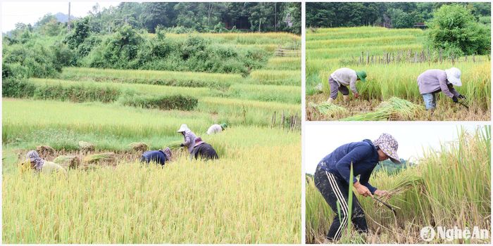 Để tránh thất thoát lúa hè thu trước diễn biến mưa nắng thất thường, bà con nông dân huy động tối đa nhân lực, máy móc đẩy nhanh tiến độ thu hoạch. Ảnh: Đình Tuân
