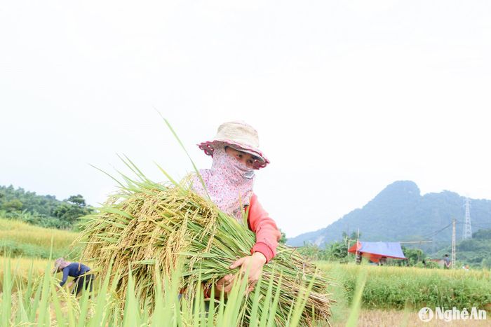 Trên những cánh đồng, không khí thu hoạch lúa hè thu đang diễn ra rất khẩn trương. Ảnh: Đình Tuân