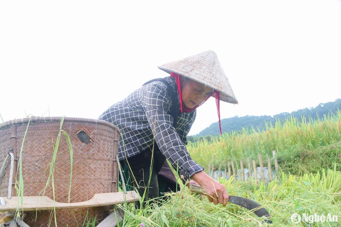 Mặc dù lúa chưa chín hẳn, mới đạt khoảng 75-80% nhưng bà con vẫn quyết định thu hoạch. Bà Lô Thị Tuyến, ở bản Quang Phúc, xã Tam Đình cho hay: “Khoảng 1 tuần nữa lúa mới chín rộ, nhưng sợ trời mưa nên chúng tôi phải thu hoạch sớm. Đến thời điểm hiện tại gia đình tôi cũng đã gần hoàn thành thu hoạch vụ hè thu”. Ảnh: Đình Tuân