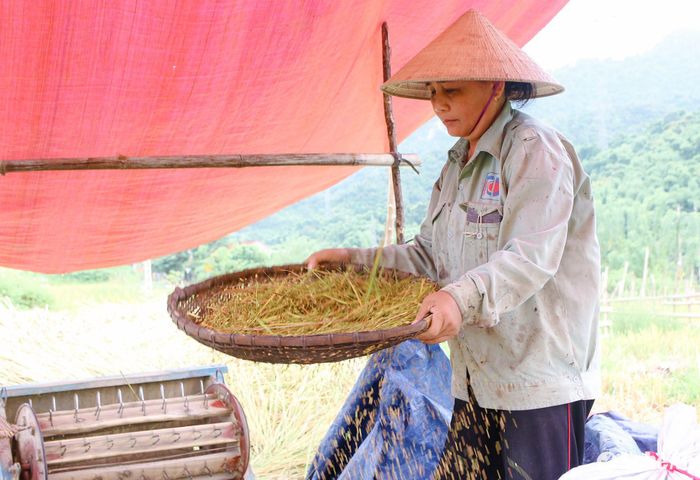 Theo nhiều người dân cho biết, mặc dù năm nay thời tiết diễn biến bất thường, ảnh hưởng không nhỏ tới khả năng sinh trưởng, phát triển của lúa, nhưng nhìn chung năng suất vụ hè thu đạt khá. Ảnh: Đình Tuân