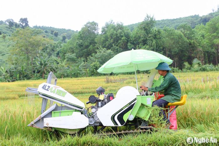 Bà Lô Thị Tâm, ở bản Quang Phúc, xã Tam Đình cho biết: “Năm ngoái mưa bất thường khiến chúng tôi không kịp trở tay dẫn đến nhiều diện tích lúa chưa kịp thu hoạch bị mọc mầm. Rút kinh nghiệm, nay, trời hửng nắng chúng tôi khẩn trương thu hoạch. Những thửa ruộng to thì thuê máy gặt, những thửa nhỏ thì gặt bằng tay”. Ảnh: Đình Tuân