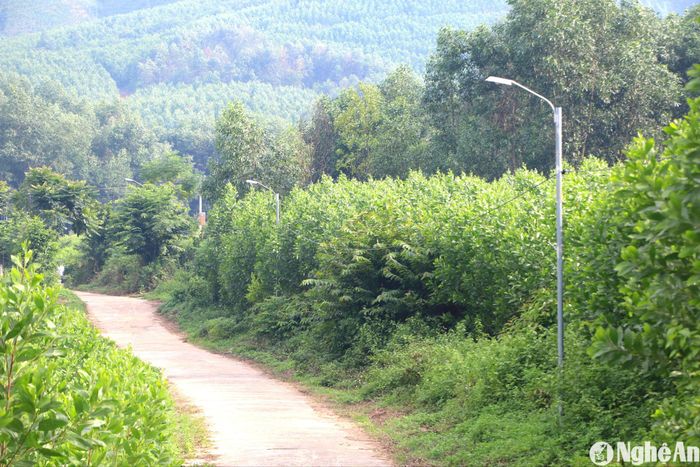 Những bóng đèn chiếu sáng được lắp đặt ở các tuyến đường nhánh ở thôn Hải Lâm. Ảnh: K.L