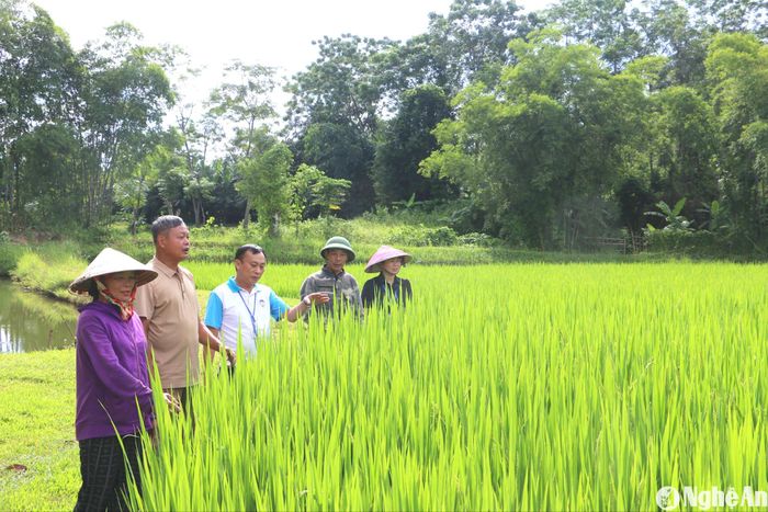 Đường sá đi lại thuận tiện, hàng hóa nông sản làm ra tiêu thụ thuận lợi, người dân thôn Hải Lâm, xã Mường Nọc (Quế Phong) yên tâm phát triển kinh tế. Ảnh: Quỳnh An