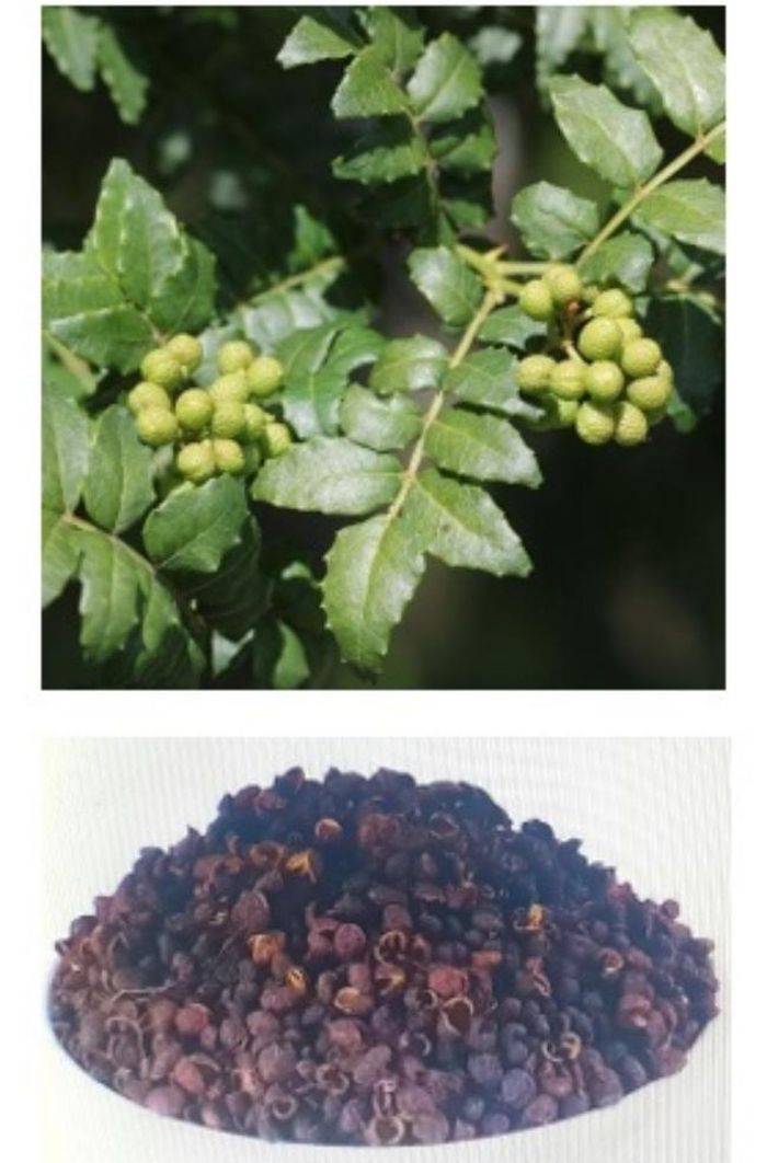 Xanthoxylum - mắc khén, Thục tiêu, Xuyên tiêu… lá và quả (hình trên) và sản phẩm khô (hình dưới) được sớm dùng làm gia vị và tạo mùi hương thơm, chống côn trùng có hại cho con người (ảnh internet), đã từng phát hiện trong tình trạng than hóa và khô héo từ tầng văn hóa Hòa Bình 13 ngàn năm trước ở hang Con Moong (Thanh Hóa)