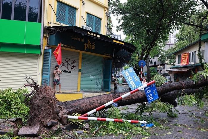 Có thể phục hồi cây bật gốc nếu được chăm sóc và có phương pháp.