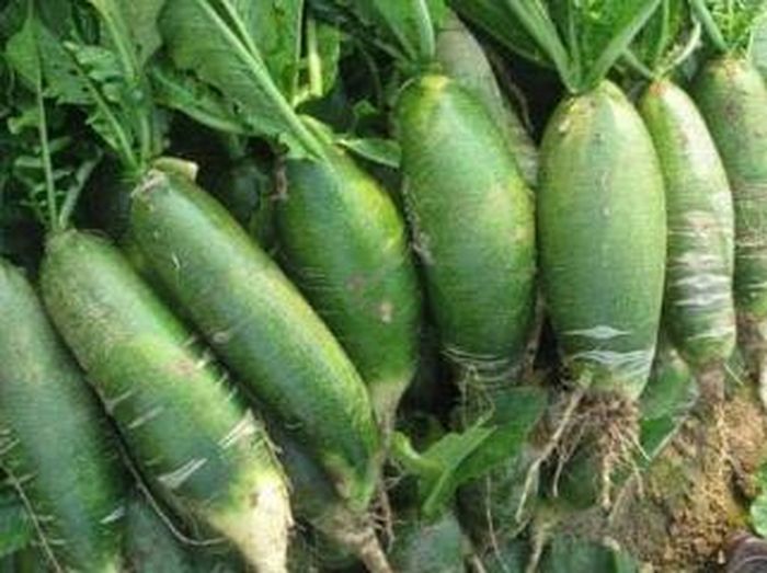 Củ cải xanh.