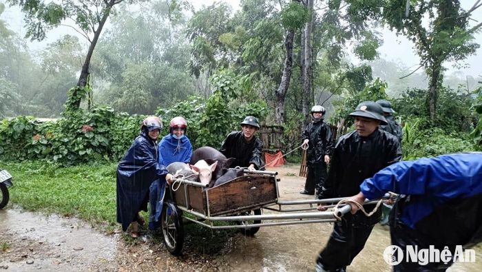 Đồn Biên phòng Môn Sơn phối hợp với các lực lượng giúp dân di chuyển gia súc đến nơi an toàn. Ảnh: Tường Vi