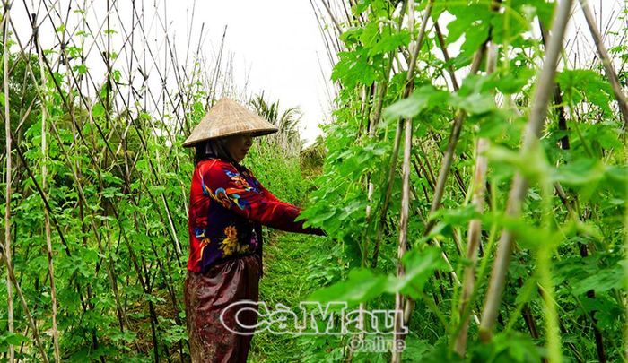 Ngoài trồng lúa, nuôi tôm, hội viên phụ nữ ấp Đầu Nai, xã Tân Phú tận dụng đất trống trồng hoa màu, tăng thêm thu nhập. (Trong ảnh: Mô hình trồng màu của gia đình bà Sử Thị Liễu, ấp Đầu Nai, xã Tân Phú, mỗi năm thu nhập hơn 150 triệu đồng).