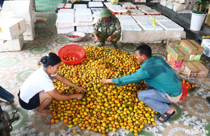 Tại các cơ sở thu mua, hồng sẽ được chọn lựa, loại thải hết các quả hồng sâu, hỏng. Chị Nguyễn Thị Loan - chủ cơ sở thu mua hồng ở xóm 7, xã Nam Anh cho biết: Thời điểm này đang đầu mùa hồng, gia đình chị mỗi ngày nhập vào khoảng 6 -7 tạ quả. Dân hái được chừng nào thì mua hết chừng đó. Hồng nhà chị sau khi làm chín sẽ đóng thùng chuyển đi Hà Nội. "Năm nay rất thuận lợi, ngoài khách mua ở Vinh còn có khách xa. Khách Hà Nội đặt hồng nhiều, mỗi khách lấy 5 -6 tạ hồng, không lo đầu ra như nhiều năm trước", chị Loan nói. Ảnh: Huy Thư