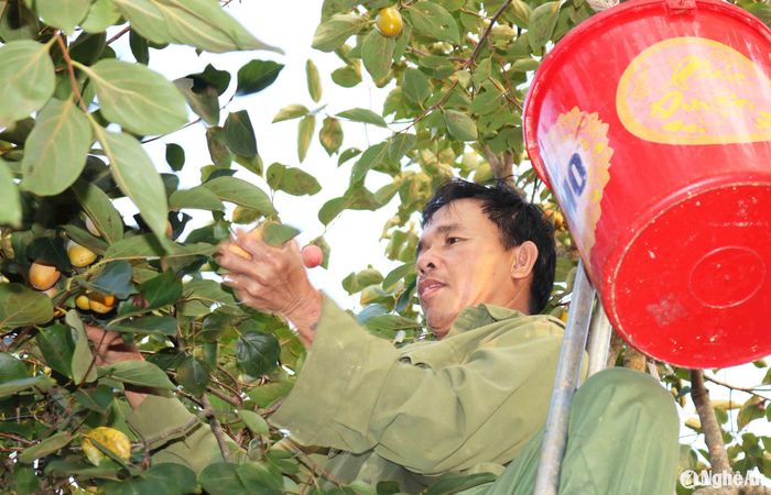 Các loại hồng chín không cùng thời điểm, nên người dân chia ra nhiều đợt thu hoạch. Hiện người dân xã Nam Xuân đã thu hoạch xong loại hồng sơn, đang bước vào mùa hồng trứng. Người dân xã Nam Anh đã bước vào mùa thu hoạch hồng trứng, hồng gáo đã hơn 10 ngày. Thời tiết mưa nắng thất thường, đặc biệt là hoàn lưu bão số 4 gây mưa kéo dài, ảnh hưởng đến việc thu hoạch hồng của bà con, đường lên xuống núi khó khăn. Trời mưa người dân nghỉ hái hồng, trời hửng, nắng, bà con lại tiếp tục lên núi thu hoạch. Ảnh: Huy Thư