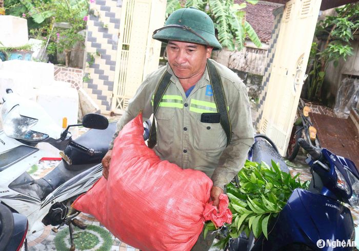 Mùa hồng đến, những hộ có nhân lực sẽ tập trung thu hoạch hồng. Những hộ neo người phải bán hồng cả vườn cho lái buôn hoặc những người chuyên đi hái hồng thuê. Ông Nguyễn Kim Nhuần (64 tuổi) ở xóm 7, xã Nam Anh cho biết, vụ hồng này nhà ông bỏ ra hơn 100 triệu đồng để mua hồng trên cây của người dân trong xã, sau đó hái dần về nhập cho các cơ sở thu mua. Người hái hồng thuê được trả tiền công 400.000 đồng/ngày. Ảnh: Huy Thư