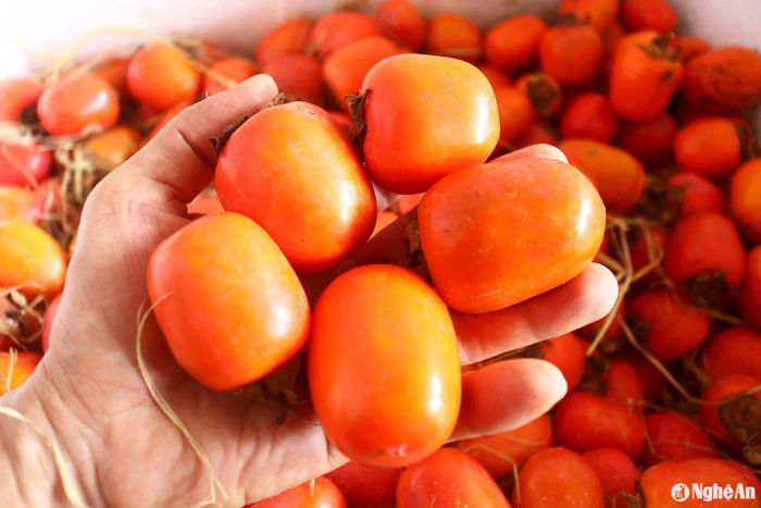 Để tạo nên những quả hồng chín mềm, căng mọng, ngọt lịm khi đến tay khách hàng, người ủ hồng cũng cần có kinh nghiệm, nhất là việc căn thời gian để "ra hàng". Khi hồng đã chín cần phải vận chuyển ngay, nếu để chín quá sẽ bị nục, giảm chất lượng. Hồng ủ dễ bị dập hơn hồng ngâm, cần phải đóng vào thùng xốp, thùa nhựa cẩn thận. Ảnh: Huy Thư