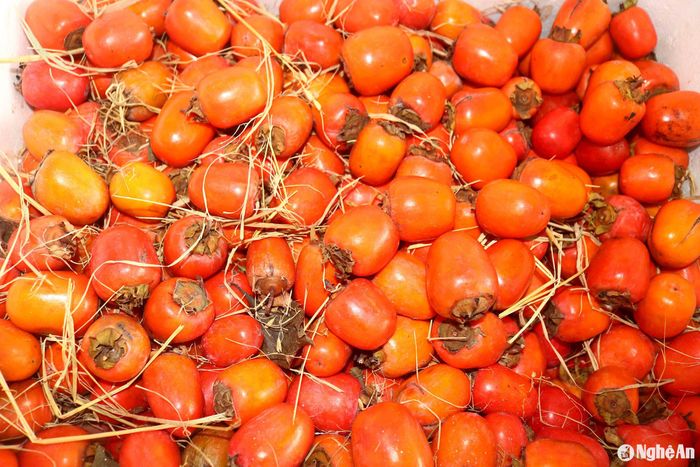 Thông tin từ chính quyền địa phương, xã Nam Anh có khoảng 150 ha hồng chủ yếu tập trung trên sườn núi Đại Huệ, mỗi năm cho thu hoạch khoảng 500 tấn quả. Xã Nam Xuân có khoảng 90 ha, mỗi năm cho thu hoạch khoảng 300 tấn. Xã Nam Hưng có khoảng 1.000 gốc, mỗi năm cho hàng chục tấn. Tính chung cả huyện Nam Đàn, mỗi vụ hồng được mùa đã cung cấp cho thị trường khoảng 800 – 900 tấn quả. Hồng trứng đầu vụ hiện được các cơ sở thu mua với 30.000 đồng/kg, cao hơn năm trước 5.000 - 8.000 đồng. Hồng được giá, chạy hàng, bà con trồng hồng ở Nam Đàn khá phấn khởi. Ảnh: Huy Thư