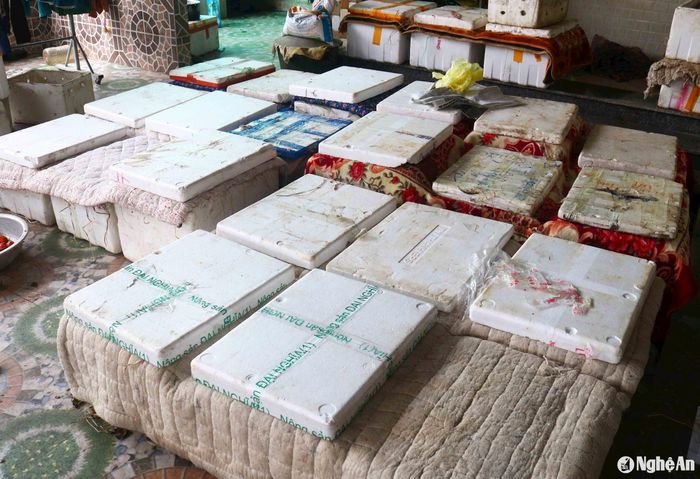 Năm nay, nhiều cơ sở thu mua chọn cách ủ hồng bằng các thùng xốp, phía trên tấp thêm rơm và chăn bông để giữ nhiệt. Mỗi lần ủ trên dưới 1 tấn quả. Sau 4 ngày đêm khi hồng vừa chín tới thì soạn ra đóng thùng, gửi đi. Theo các cơ sở thu mua, thị hiếu của người dân các tỉnh phía Bắc dường như thích hồng chín mềm, màu đỏ tươi hơn hồng ngâm giòn truyền thống. Ảnh: Huy Thư