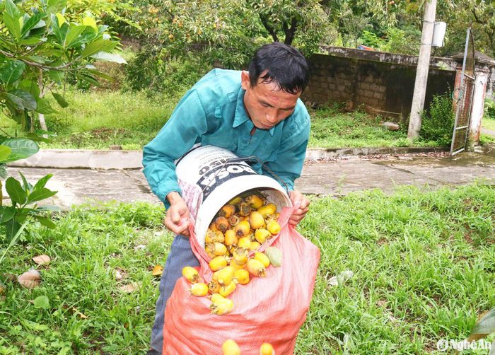 Anh Trần Văn Lĩnh (47 tuổi) ở xóm 7, xã Nam Anh đang thu hoạch hồng trong vườn cho biết: Gia đình anh có 3 vườn hồng với khoảng 80 gốc, mỗi năm cho thu hoạch khoảng 3 -4 tấn quả. Vụ hồng này, anh mới thu hái được 3 tạ quả. Dự kiến sản lượng cũng không thua năm ngoái. Ảnh: Huy Thư