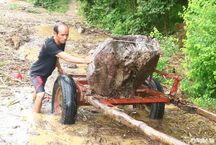 Được biết chính quyền địa phương đã khuyến cáo lũ lụt người dân không nên vớt củi trên sông Lam, đặc biệt là việc chèo thuyền nan, thuyền con ra vớt củi giữa dòng nước lũ chảy xiết. Tuy nhiên, người dân vẫn bất chấp nguy hiểm và cảnh báo. Ảnh: Huy Thư