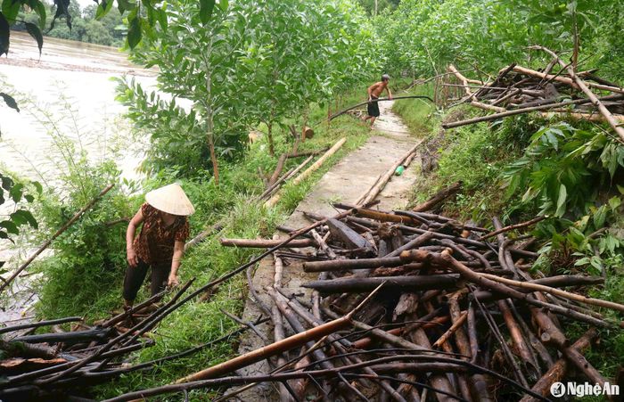 Củi mà người dân kiếm được ở đây chủ yếu là tre, mét, cây rừng đã khô trôi theo dòng nước. Theo người dân, ngày trước chọn củi to để vớt, nay chọn củi nhỏ về dễ đun, lấy củi to về phải bửa, vất vả hơn . Ảnh: Huy Thư