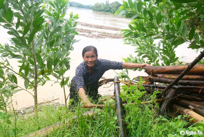 Một phụ nữ tham gia vớt củi ở đây cho biết: Bà con địa phương vớt củi để về nấu cám lợn, nấu rượu. Mỗi đợt lũ, vớt củi một lần có thể đun cả năm. Ngày trước người dân đi vớt củi đông, nay nhà nào cũng dùng bếp ga, nên người đổ về vực Quánh kiếm củi đã ít hơn. Ảnh: Huy Thư