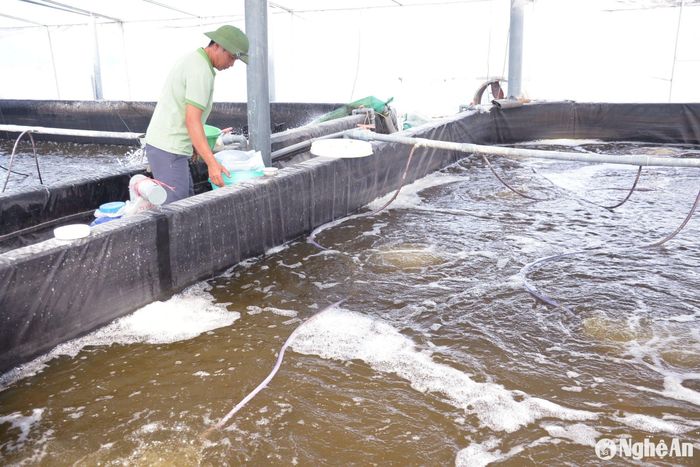 Anh Hồ Nghĩa Quý ở xã Quỳnh Bảng (Quỳnh Lưu) đầu tư nuôi tôm trong nhà lưới mang lại hiệu quả kinh tế cao. Ảnh: Xuân Hoàng