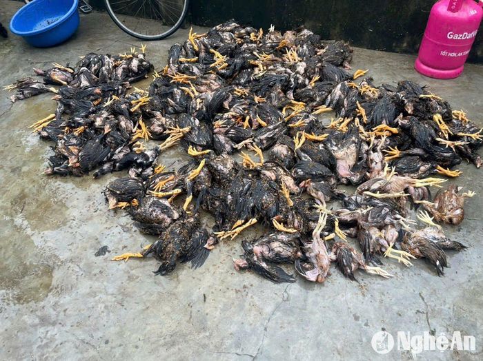 Mưa lũ đã gây thiệt hại đối với người dân xã Diễn Thịnh, trong đó trại gà của ông Nguyễn Văn Tâm được xác định là chết nhiều nhất. Ảnh: CSCC