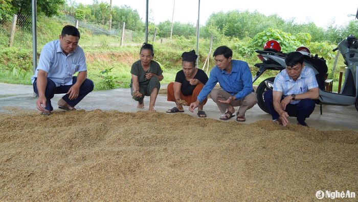 Lúa sau khi thu hoạch về phơi không đủ nắng cũng bị mọc mầm. Ảnh: Bá Hậu