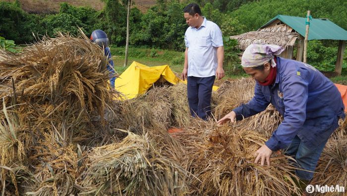 Nhiều nông dân thu hoạch lúa về chưa kịp phơi cũng đã bị hư thối. Ảnh: Bá Hậu