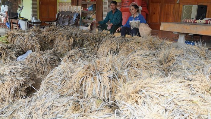 Nông dân bất lực nhìn lúa hư hỏng, lãng phí bao công lênh gieo trồng, chăm bón. Ảnh: Bá Hậu