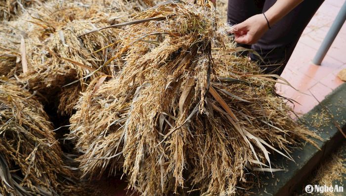 Tổng thiệt hại về diện tích lúa bị hư hại hơn 7 tỷ đồng. Ảnh: Bá Hậu