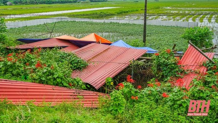 Những tấm tôn tháo vội trên mái nhà khi chạy lũ được tận dụng để che tạm nơi cao làm nơi nhốt gia súc, gia cầm đợi ngày nước rút.