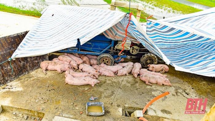 Khu lán tạm được dựng bằng bạt ngay trên đê để quây nhốt vật nuôi.