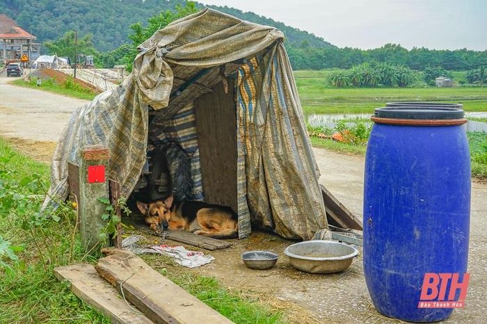 Không chỉ đồ đạc, nhiều vật nuôi cũng được người dân đưa lên đường đê để tránh lũ.