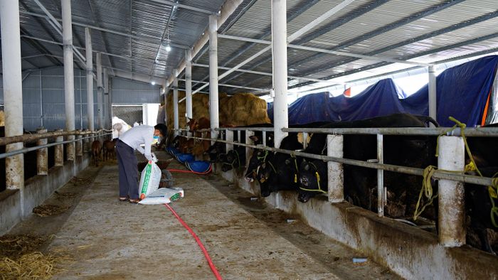 Đàn bò giống do TP. Hà Nội hỗ trợ đang được nuôi dưỡng tại Trung tâm thực nghiệm và chuyển giao kỹ thuật nông nghiệp - Ảnh: L.A