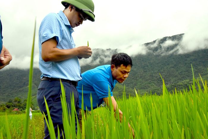 Cán bộ Trung tâm Dịch vụ nông nghiệp huyện kiểm tra các ruộng lúa Japonica chín muộn ở xã Tri Lễ. Ảnh: HT