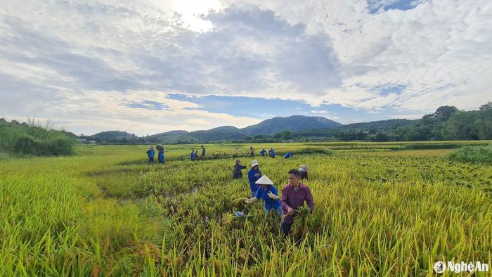 Vụ mùa 2024 huyện Quế Phong gieo cấy 2274 ha lúa. Ảnh: HT