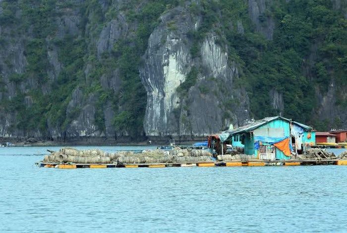 Các gia đình nuôi trồng, đánh bắt thủy sản trên vịnh thuộc quần đảo Cát Bà. Ảnh tư liệu.