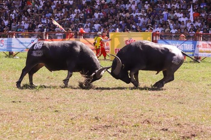 Một trận đấu tại Lễ hội chọi Trâu Đồ Sơn năm 2023. Ảnh: TTXVN phát
