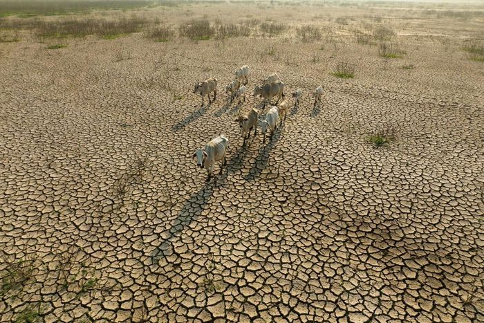 El Nino và Siêu El Nino có thể gây ra những thay đổi lớn về thời tiết và khí hậu trên toàn cầu. (Ảnh:World Organisation for Animal Health)