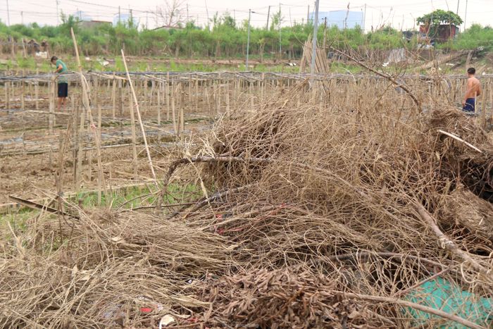 Hàng chục ha ruộng cúc sớm đã bị nhấn chìm trong nước khiến nhiều nông dân rơi vào tình cảnh khó khăn, mất trắng nguồn thu nhập quan trọng.