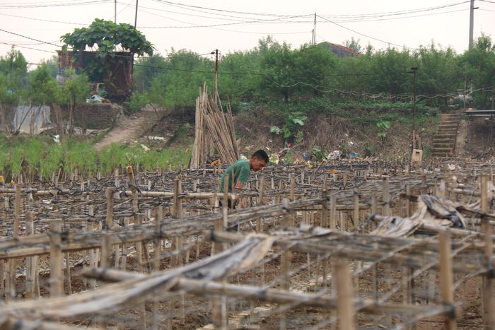Hơn 30 năm trồng hoa, đây là lần đầu tiên Ông Long (ngõ 264 đường Âu Cơ) chứng kiến cảnh người dân điêu đứng vì lũ. Ông Long bộc bạch: "Gia đình tôi năm nay trồng 7 sào cúc họa mi, cây bắt đầu ra nụ với kỳ vọng được mùa hoa, được giá mà sau một trận lũ không còn lại gì. Làm giàn cho hoa mà giàn còn, hoa mất. Giờ đa số các hộ dân ở đây đều phải nhổ bỏ gốc hỏng và chuẩn bị trồng loại hoa khác".